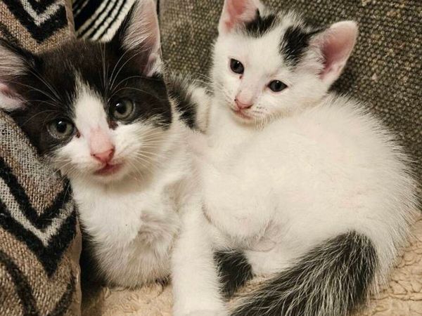 Kittens - Main image