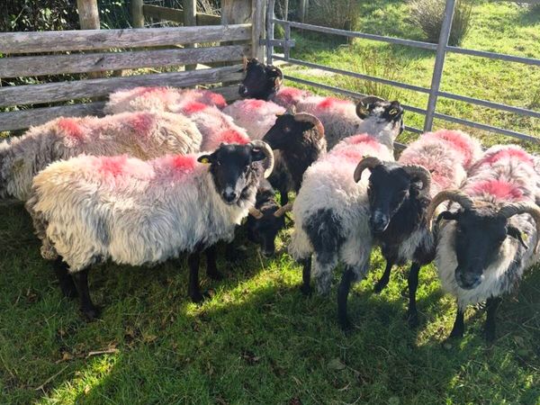 Aged Ewes - Main image