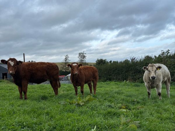 Weanling heifers - Main image