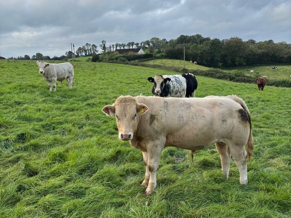 Weanling bulls - Main image