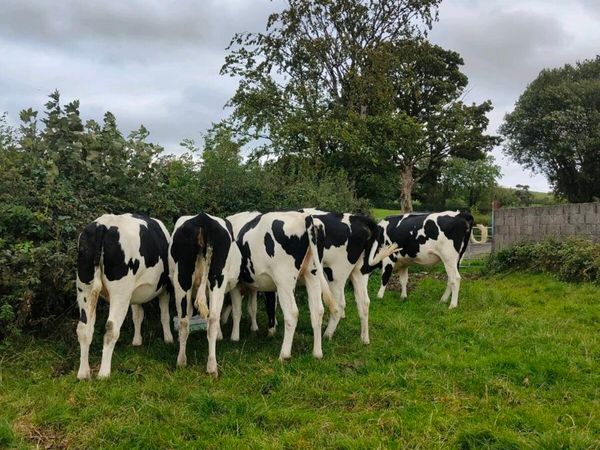 Incalf Heifers - Main image