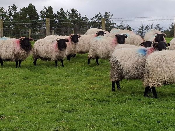 Mountain ewe lambs - Main image