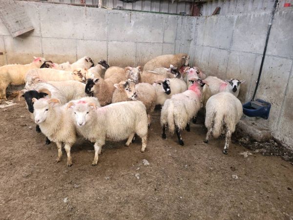 Organic mountain cross lambs - Main image