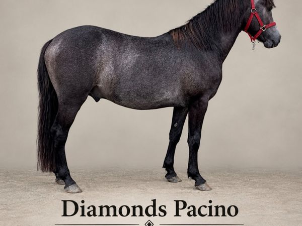 Silver Shadow (b2024) Colt - Main image