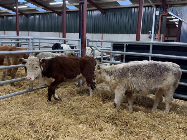 Hereford heifers - Main image