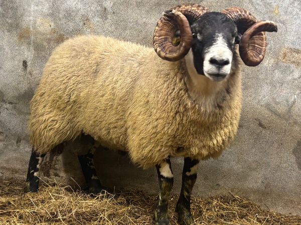 ⭐️ Super Lanark Hogget Ram ⭐️ - Main image