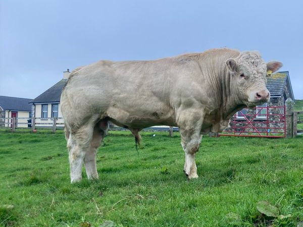 Pedigree Charolais Bull for sale - Main image