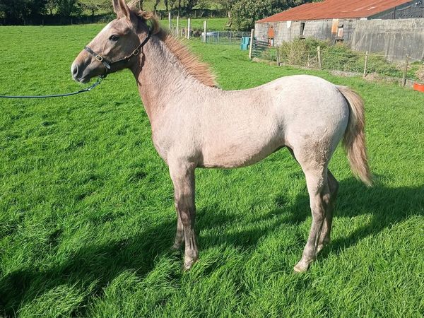 Irish Draught Filly Foal - Main image