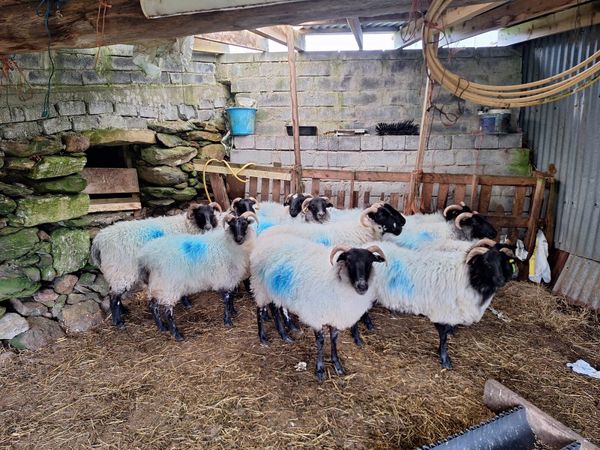 Ewe Hoggets - Main image