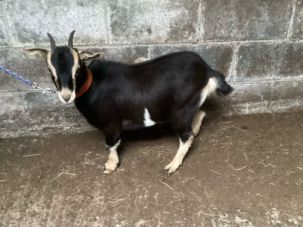 Goat in kid - Main image