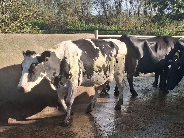 Milking cows - Main image