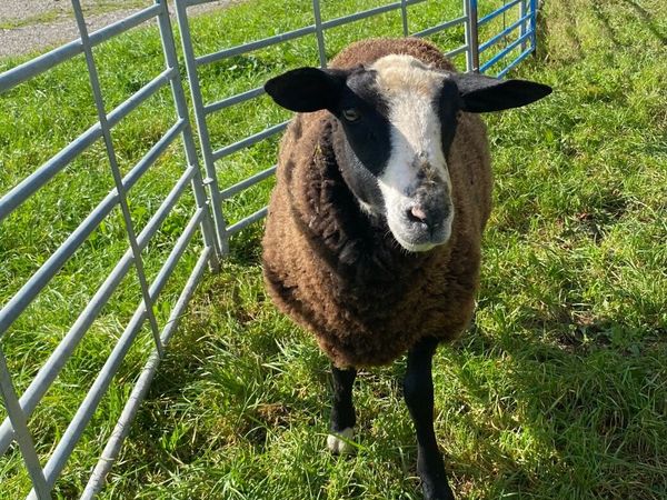 Lamb ram - Main image