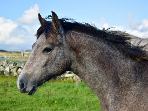 Connemara Filly Foal - Main image