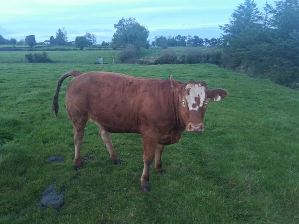 Breeding Heifers - Main image