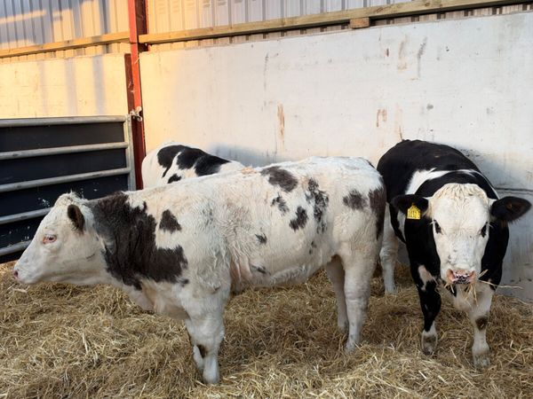Simmental heifers - Main image