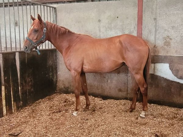 Horse - Main image
