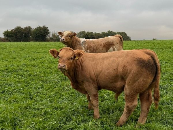 Weanlings For Sale - Main image