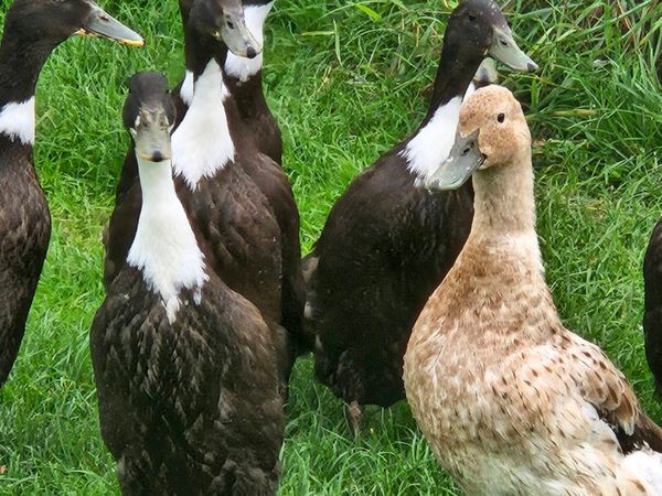 Ducklings / Ducks for sale - Main image