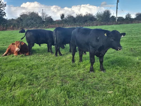 AA PBR Bulls - Main image