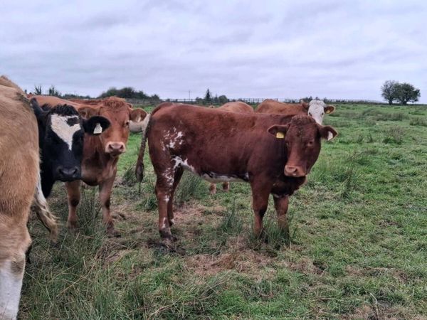 Organic Heifers - Main image