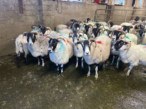Correct ewes - Main image