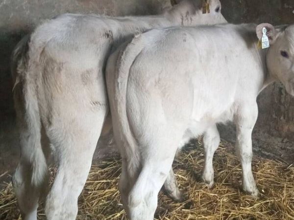 SNOW WHITE CHAROLAIS - Main image