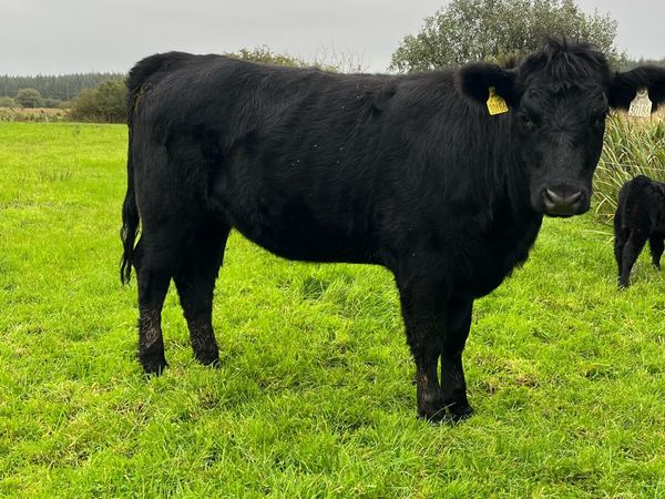 Pedigree Angus Heifers 5⭐️ - Main image