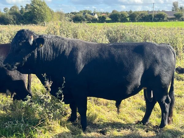 Dexter Bull - Main image