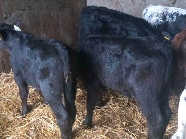 6 super bull calves - Main image