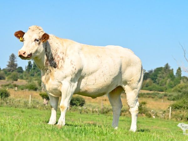 Mulrooney - In Calf Heifers Sale 🐄 - Main image