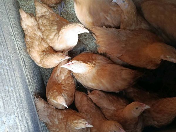 Pullets - Main image