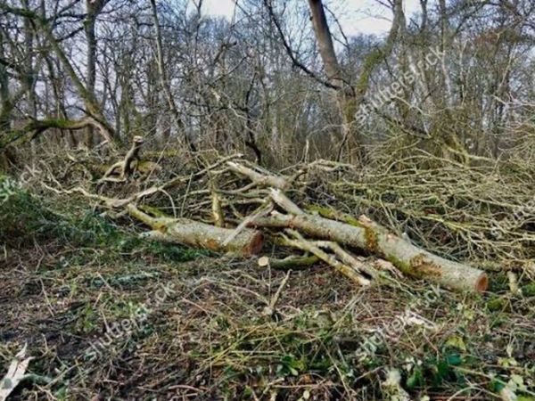 Timber Ash Trees for sale - Main image