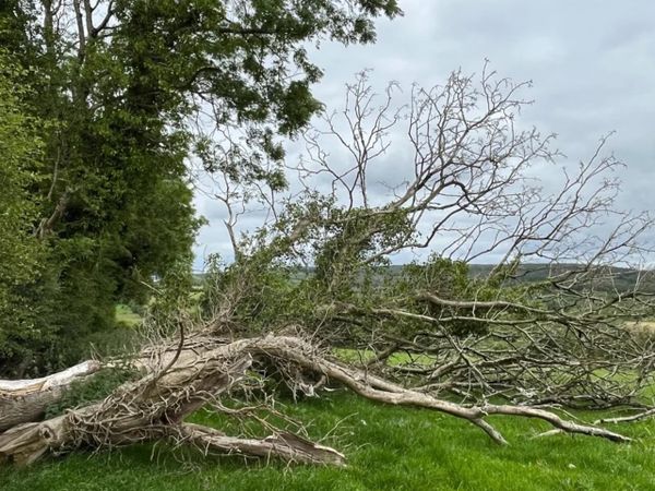 Timber Ash Trees for sale - Main image