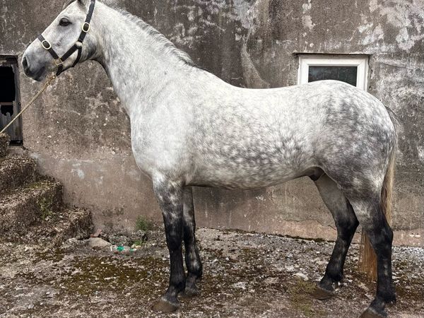 148cm 5 yo Connemara - Main image