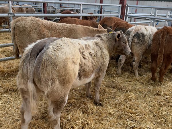 Lim and Charolais heifers - Main image