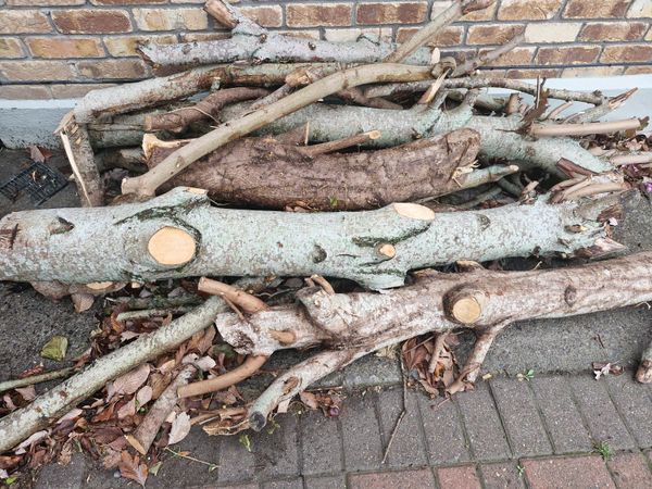 Free Firewood - Must Cut and Collect Yourself - Main image