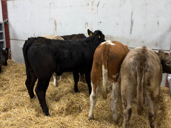 Heifers - Main image