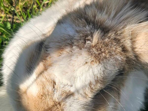 Free Rabbits - Main image