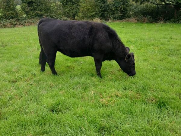 Store Heifers - Main image