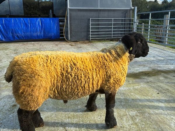 Pedigree Suffolk Ram Lamb - Main image