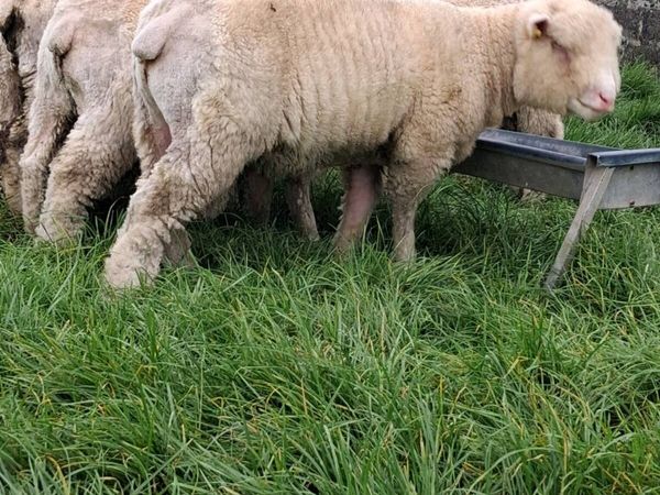 Poll Dorset ram lambs - Main image