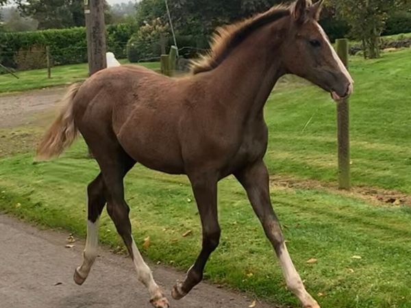 Showjumping filly foal - Main image