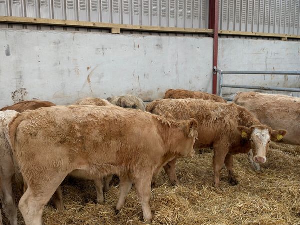 Charolais heifers - Main image