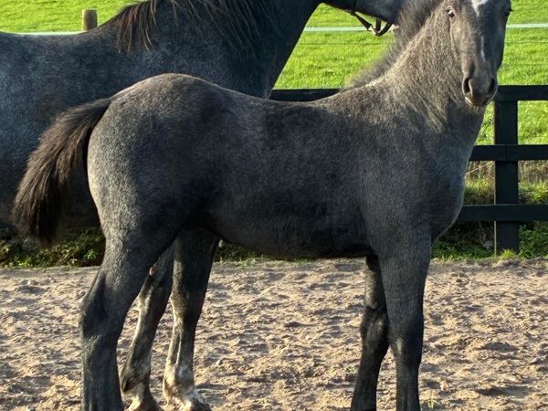 Quality Irish Draught Colt - Main image