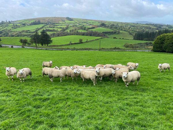 Texel and CharTex Rams - Main image