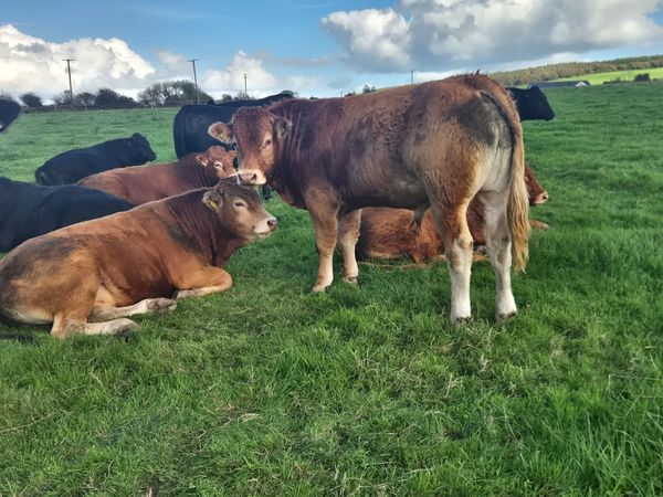 Limousin PBR Bulls - Main image