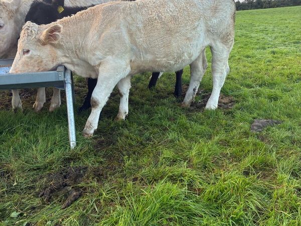 PBR heifers for Kenmare Mart 1st Oct - Main image