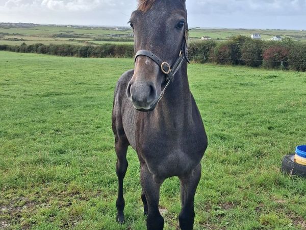 Colt Foal - Main image