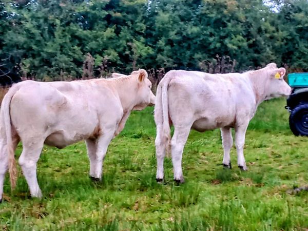Pedigree charolai heifers 3 in total - Main image