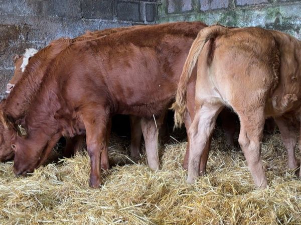 5 top class Heifer wealings - Main image